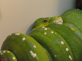 Фото Зеленый питон