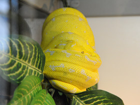 Фото Зеленый питон