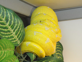 Фото Зеленый питон