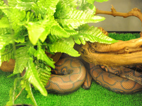 Фото Радужный удав