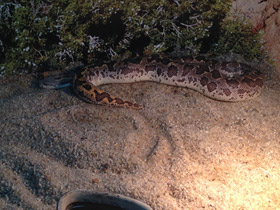 Фото Пятнистый удавчик