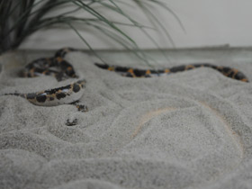 Фото Африканский удавчик