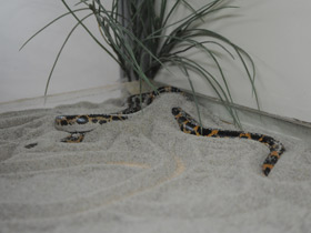 Фото Африканский удавчик