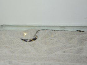 Фото Африканский удавчик