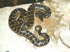 Смотреть фото Парагвайская анаконда Фото Парагвайская анаконда