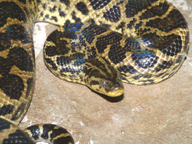 Парагвайская анаконда Парагвайская анаконда
