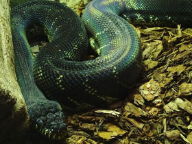 Фото Чёрный питон