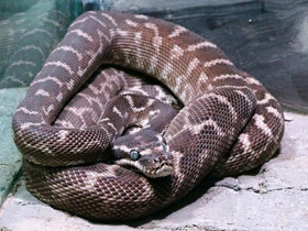 Фото Килеватый ромбический питон