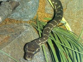 Фото Килеватый ромбический питон