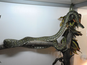 Смотреть фото Бриллиантовый питон Фото Бриллиантовый питон