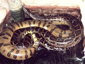 Фото Сетчатый питон