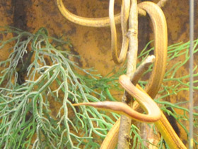 Смотреть фото Удивительные животные Мадагаскара. Часть 3 Фото Удивительные животные Мадагаскара. Часть 3