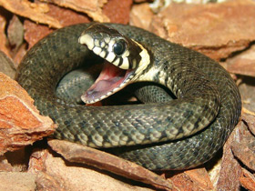 Обыкновенный уж Обыкновенный уж