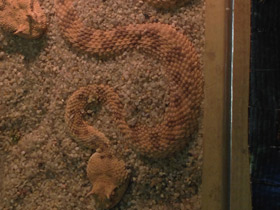 Смотреть фото Самые опасные животные для человека Фото Самые опасные животные для человека