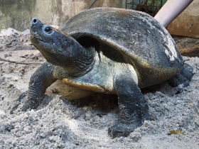 Смотреть фото Батагур Фото Батагур