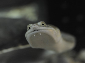 Фото Восточная астралийская змеиношейная черепаха