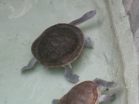 Смотреть фото Змеиношейная черепаха МакКорди Фото Змеиношейная черепаха МакКорди