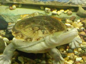 Фото Змеиношейная черепаха Зибенрока