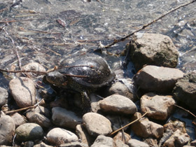 Фото Болотная черепаха