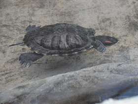 Смотреть фото Красноухая черепаха Фото Красноухая черепаха