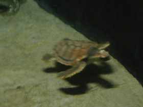 Смотреть фото Логгерхед Фото Логгерхед