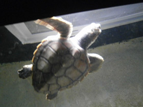 Смотреть фото Логгерхед Фото Логгерхед