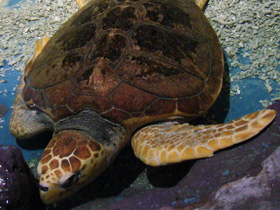 Смотреть фото Логгерхед Фото Логгерхед