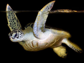 Фото Зелёная черепаха