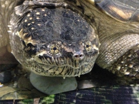 Фото Каймановая черепаха