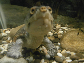 Смотреть фото Головастая иловая черепаха Фото Головастая иловая черепаха