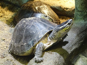 Смотреть фото Амбоинская шарнирная черепаха Фото Амбоинская шарнирная черепаха