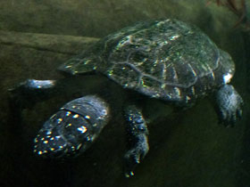 Смотреть фото Чёрная пятнистая прудовая черепаха Фото Чёрная пятнистая прудовая черепаха
