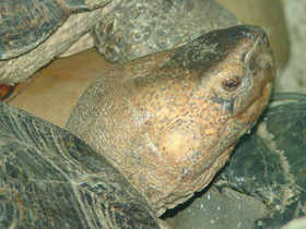 Фото Шиповатая черепаха