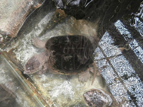 Фото Грифовая черепаха