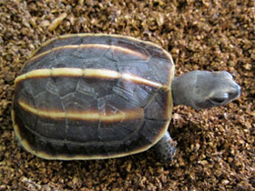 Фото Индийская трехкилевая черепаха