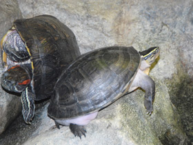 Смотреть фото Терекай Фото Терекай