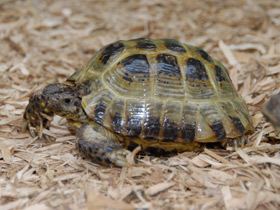 Фото Среднеазиатская черепаха