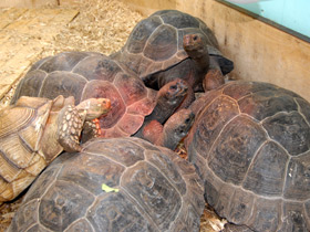 Смотреть фото Слоновая черепаха Фото Слоновая черепаха