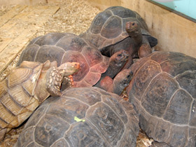 Фото Шпороносная черепаха