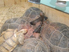 Фото Шпороносная черепаха