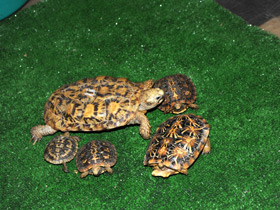 Фото Эластичная черепаха