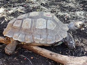 Смотреть фото Коричневая черепаха Фото Коричневая черепаха