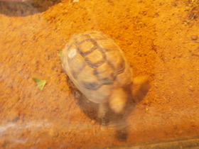 Фото Египетская черепаха