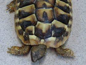 Смотреть фото Балканская черепаха Фото Балканская черепаха